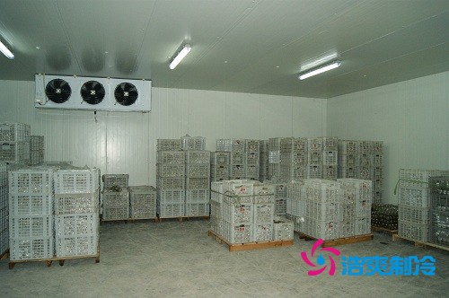 圖示:氣調(diào)庫(kù)放置的柑橘