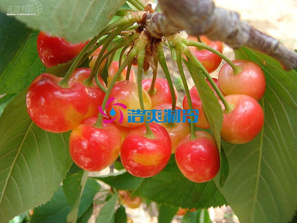 浩爽制冷，氣調(diào)庫(kù)，普通冷藏庫(kù)